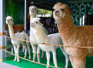 Desaru Mini Zoo Johor